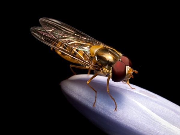 Marmalade Hoverfly (01) - Flies