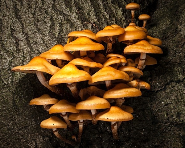 'Sheathed Woodtuft' mushrooms, photographed by Roger Butterfield.