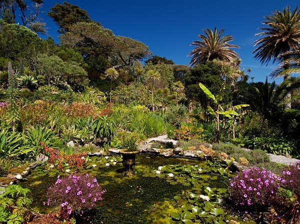 The Abbey Garden, Tresco #4 - Isles of Scilly