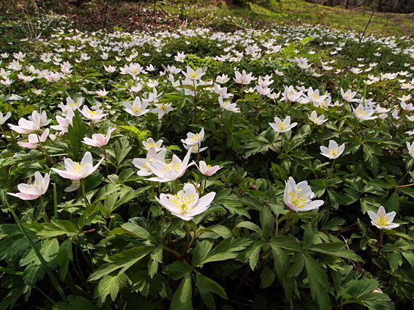 Wood Anemones - March 2007 - Photos for FOPV