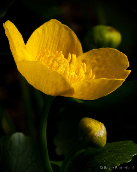 Marsh Marigold photographed by Roger Butterfield