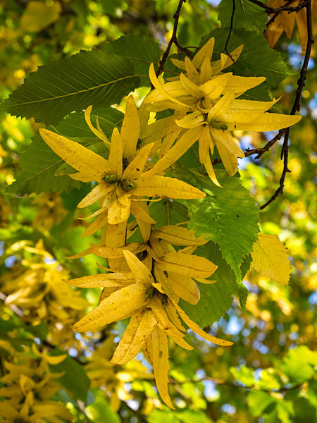 Hornbeam photographed by Roger Butterfield