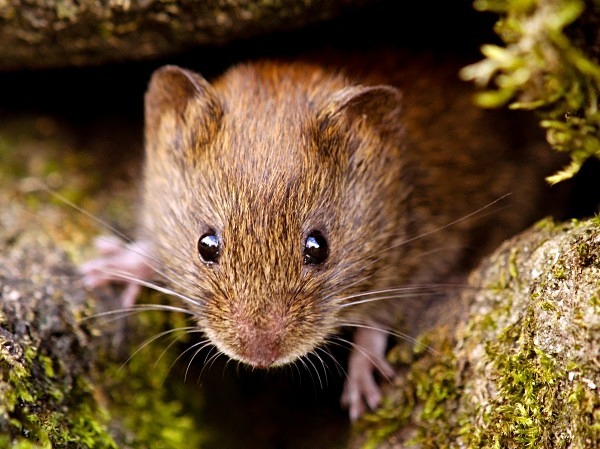 Bank Vole photographed by Roger Butterfield