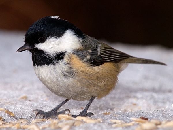 Coal Tit photographed by Roger Butterfield