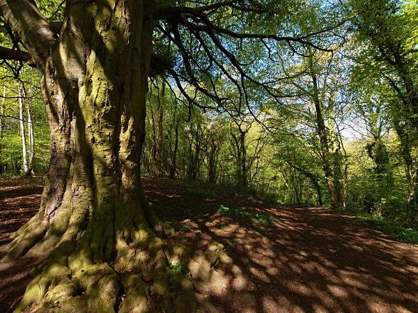 Anston Stones Wood (02) - Yorkshire