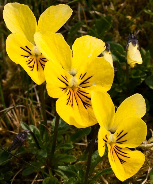Mountain Pansies #03 - Deep Dale Nature Reserve