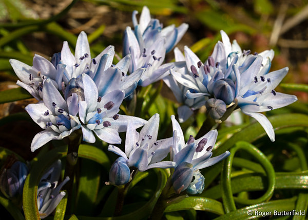 Spring Squill photographed by Roger Butterfield