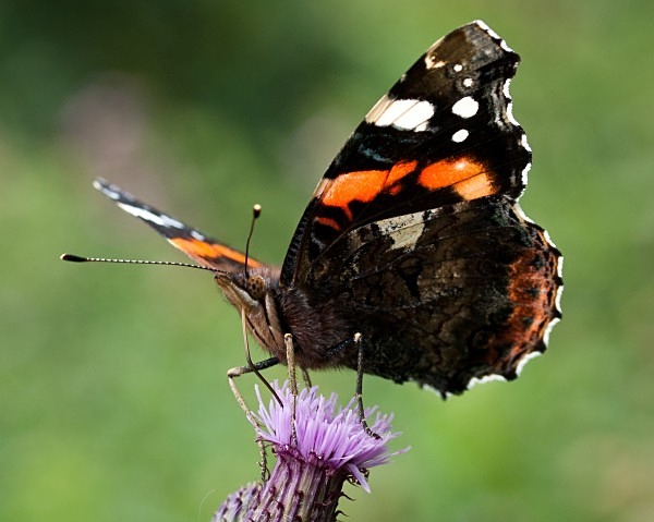Red Admiral butterfly photographed by Roger Butterfield