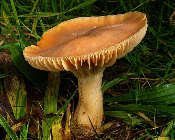 'Meadow Waxcap' mushroom, photographed by Roger Butterfield.