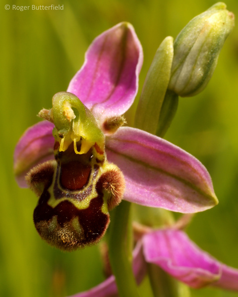 Bee Orchid photographed by Roger Butterfield