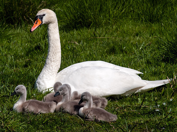 Mute Swan photographed by Roger Butterfield