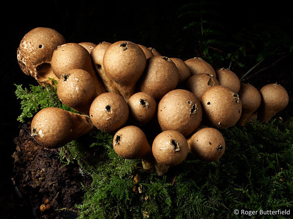 'Stump Puffball' fungi, photographed by Roger Butterfield.