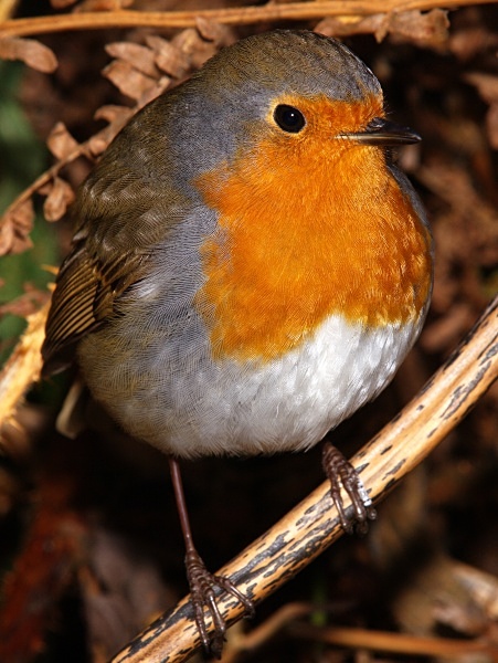 European Robin photographed by Roger Butterfield