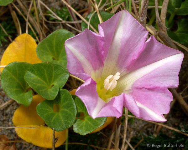 Sea Bindweed photographed by Roger Butterfield