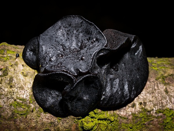 Witches' Butter fungus, photographed by Roger Butterfield.
