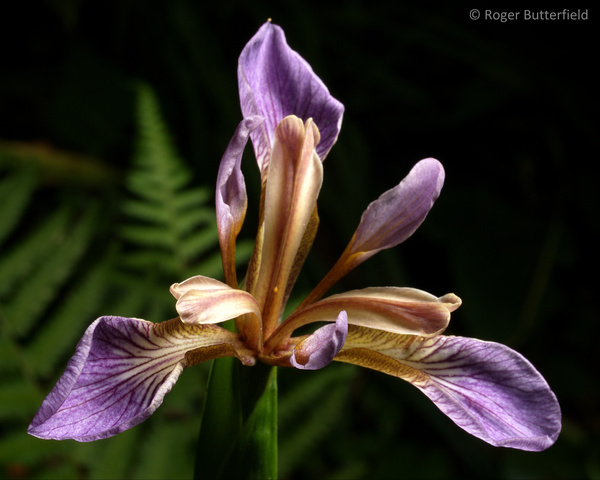 Stinking Iris photographed by Roger Butterfield