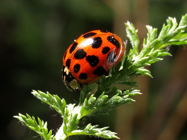 Harlequin Ladybird - Sharrow School's Green Roof