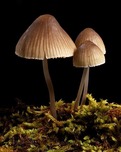 'Mycena' mushrooms, photographed by Roger Butterfield.