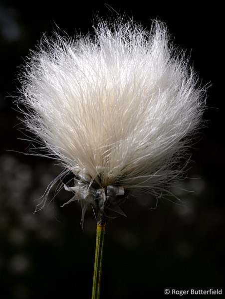 Hare's-tail Cottongrass photographed by Roger Butterfield