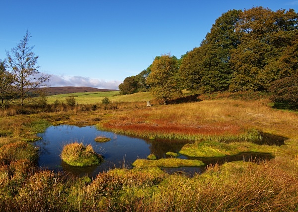 Rocher Bog (03) - Yorkshire