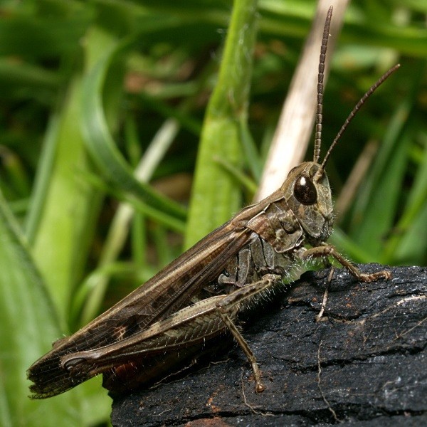 common-field-grasshopper