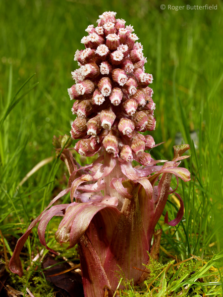 Butterbur photographed by Roger Butterfield