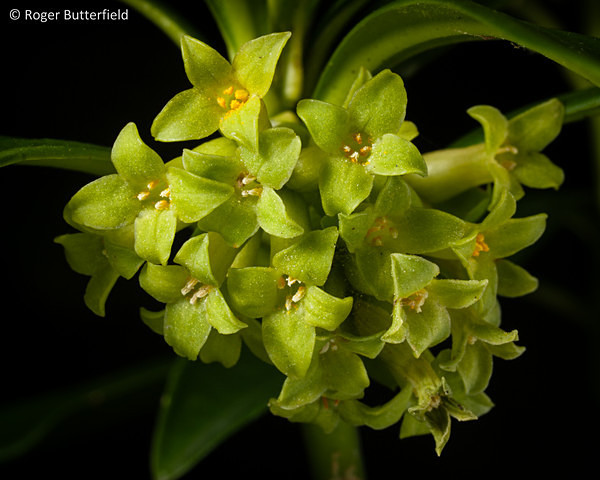 Spurge-laurel photographed by Roger Butterfield