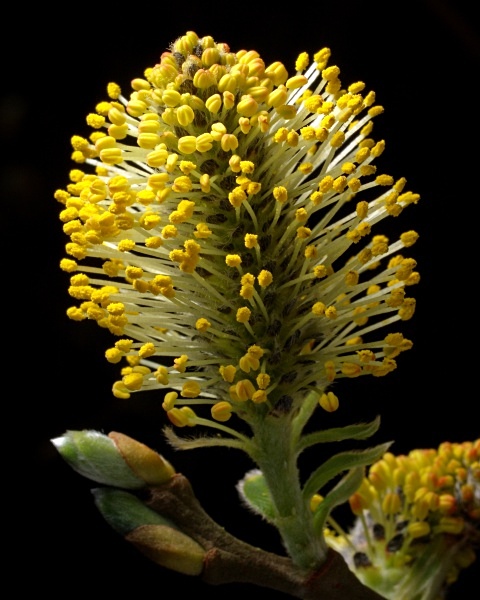 Willow flower (male) photographed by Roger Butterfield