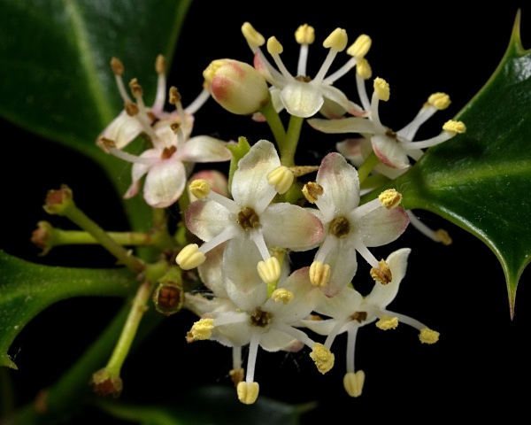Holly flowers (male) photographed by Roger Butterfield