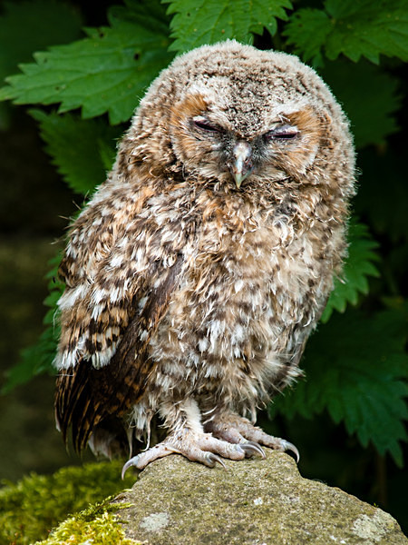 Tawny Owl photographed by Roger Butterfield