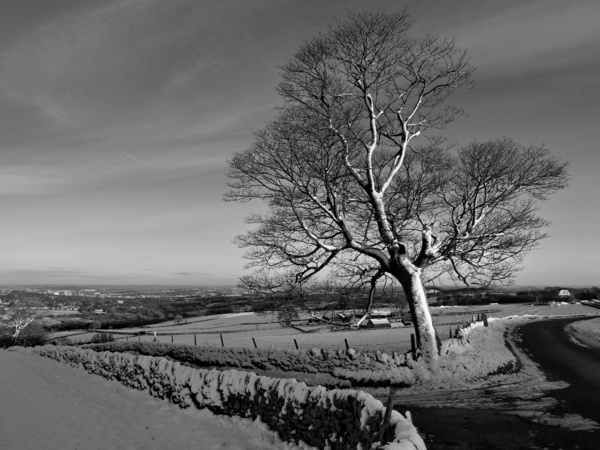 Fulwood Lane - Landscapes