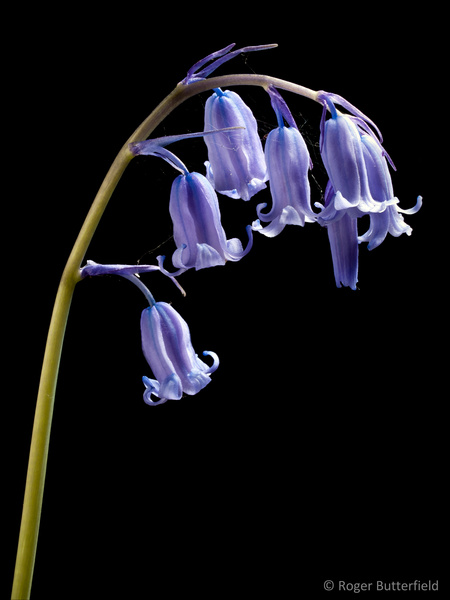 Bluebell photographed by Roger Butterfield