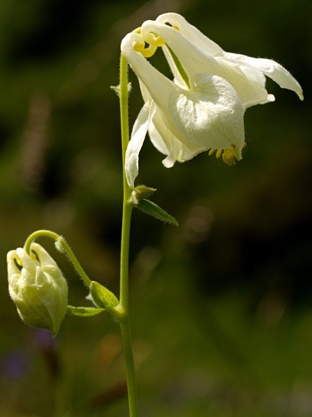 Columbine (White) #01 - Deep Dale Nature Reserve