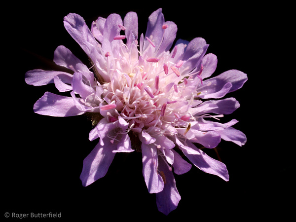 Field Scabious photographed by Roger Butterfield