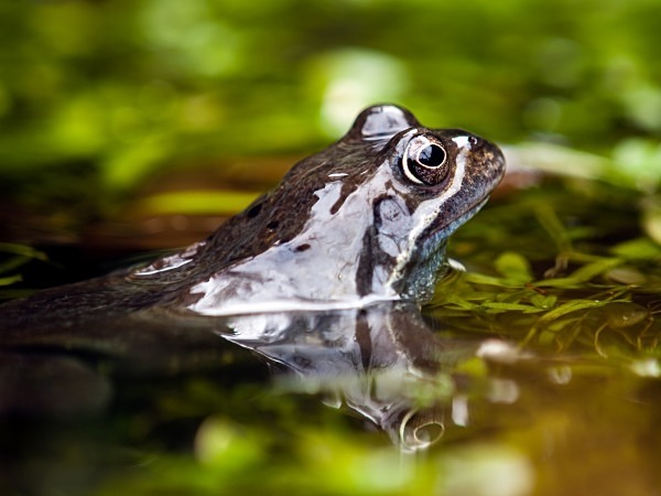 Common Frog photographed by Roger Butterfield