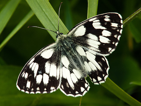 Marbled White butterfly photographed by Roger Butterfield