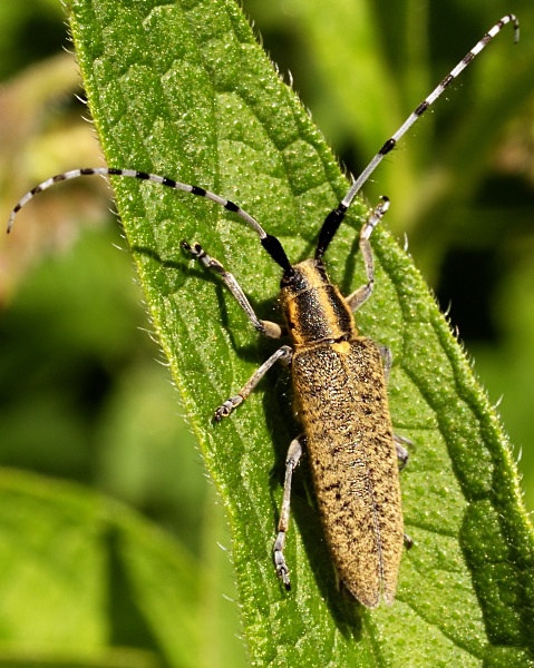 Golden-bloomed Grey Longhorn - Beetles