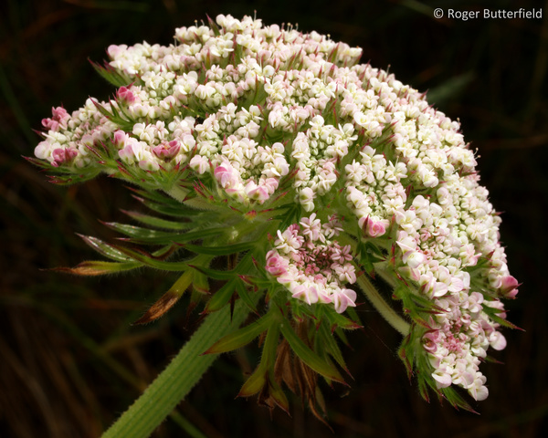 Sea Carrot photographed by Roger Butterfield