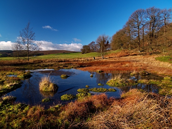 Rocher Bog (01) - Yorkshire