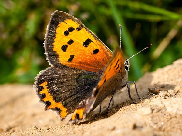 Small Copper butterfly photographed by Roger Butterfield
