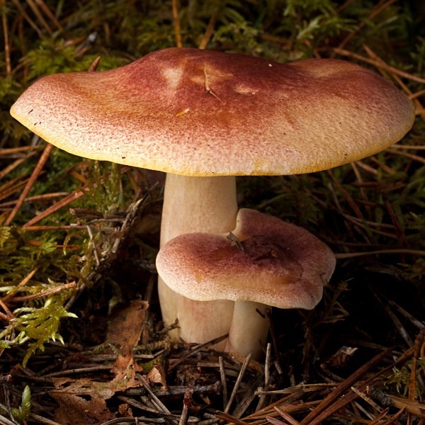 'Plums and Custard' mushrooms, photographed by Roger Butterfield.
