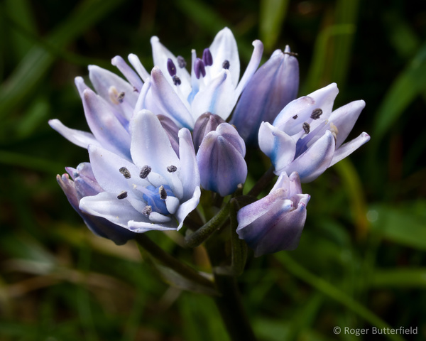 Spring Squill photographed by Roger Butterfield