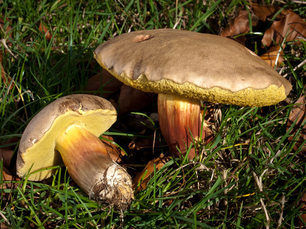 'Red Cracking Bolete' mushrooms, photographed by Roger Butterfield.