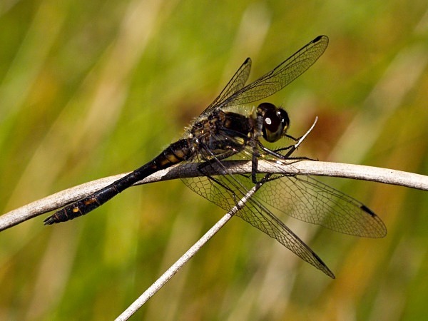 Black Darter dragonfly photographed by Roger Butterfield