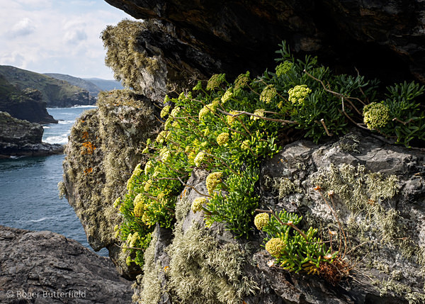 Rock Samphire photographed by Roger Butterfield