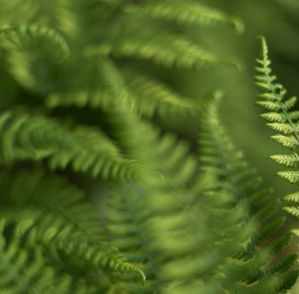 Ferns - Gallery 1