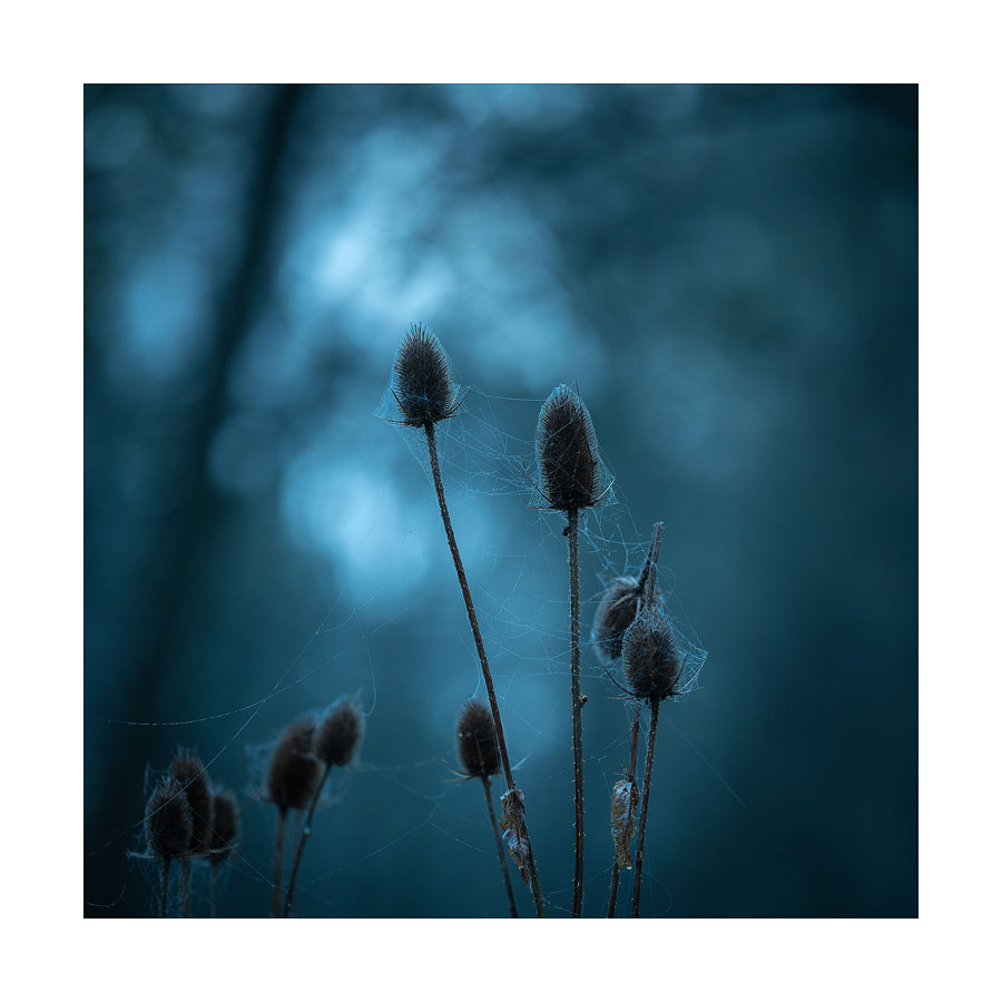  - LIMITED EDITION PRINTS