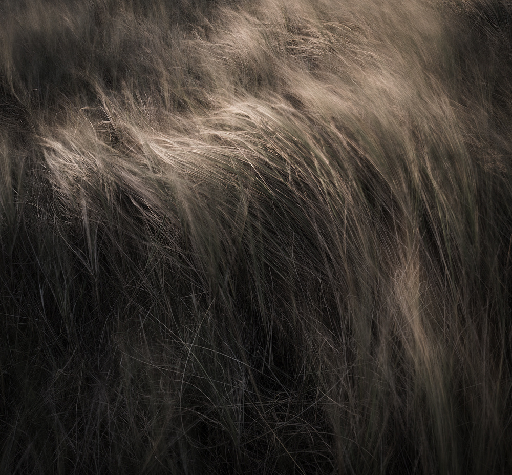Whispers - Gallery 5