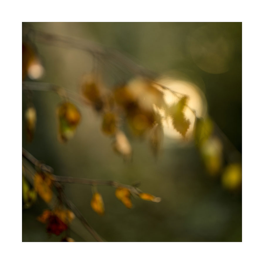  - LIMITED EDITION PRINTS