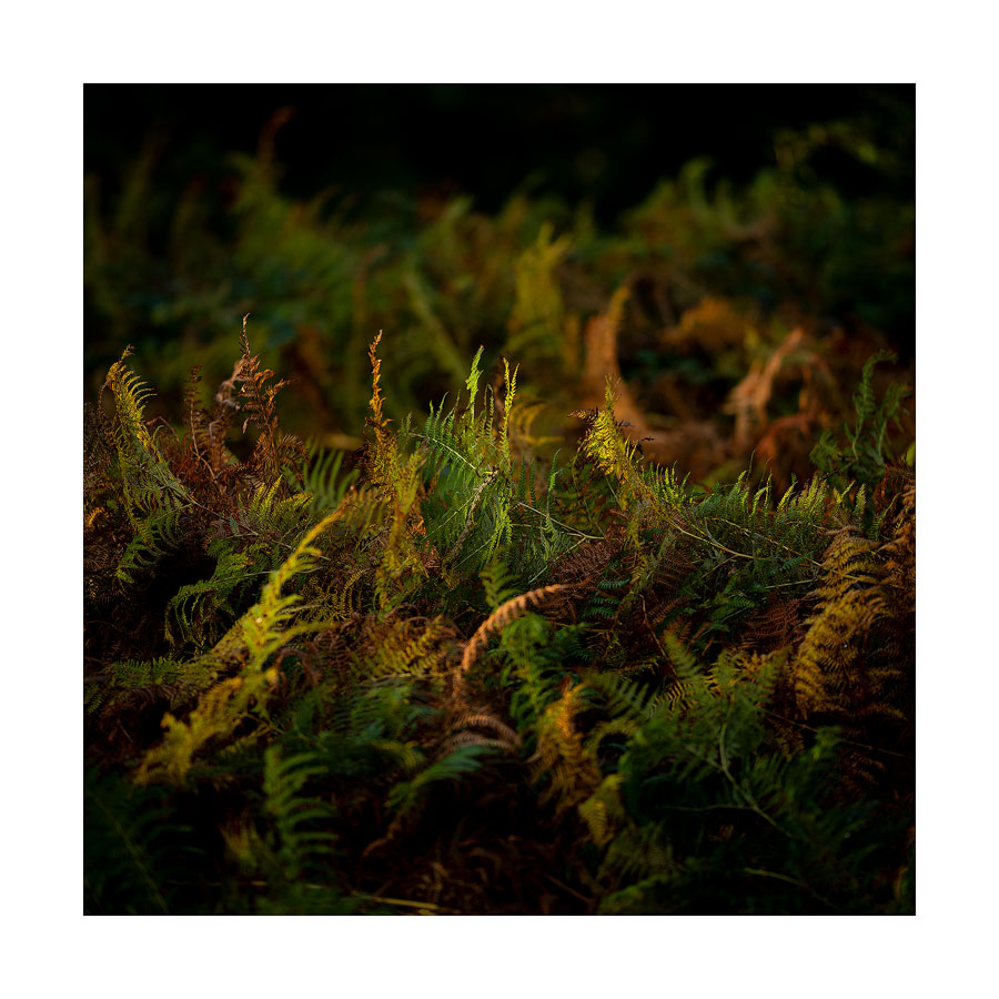  - LIMITED EDITION PRINTS